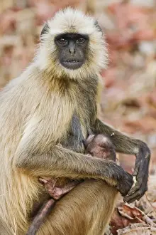 Hanuman Langoor and young one, Tadoba Andheri Tiger Reserve (TATR), Maharashtra