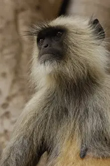 Hanuman Langur or Black-faced, Common or Grey Langur (Presbytis entellus) Ranthambhore