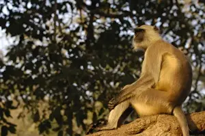 Images Dated 28th October 2006: Hanuman Langur or Black-faced, Common or Grey Langur (Presbytis entellus) Ranthambhore