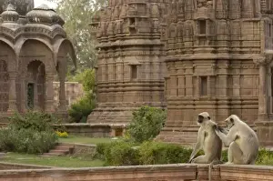 Images Dated 10th November 2006: Hanuman Langurs or Black-faced, Common or Grey Langur (Presbytis entellus) in Mandore