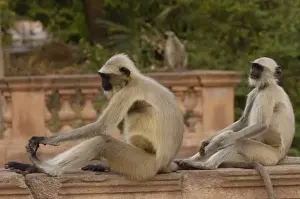 Images Dated 10th November 2006: Hanuman Langurs or Black-faced, Common or Grey Langur (Presbytis entellus) in Mandore