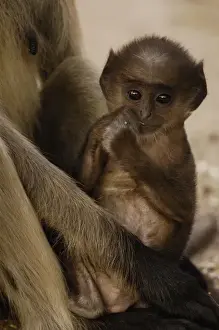 Arboreal Prints: Hanuman Langurs or Black-faced, Common or Grey Langur (Presbytis entellus)( Mother