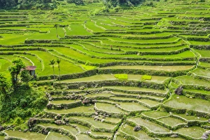 Path Prints: Hapao rice terraces part of the world heritage sight Banaue, Luzon, Philippines