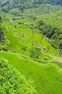 Images Dated 23rd April 2011: Hapao rice terraces part of the world heritage sight Banaue, Luzon, Philippines