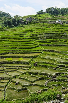 Images Dated 22nd April 2011: Hapao rice terraces part of the world heritage sight Banaue, Luzon, Philippines