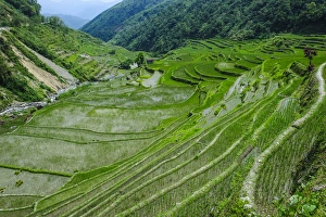 Images Dated 22nd April 2011: Hapao rice terraces part of the world heritage sight Banaue, Luzon, Philippines