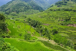 Images Dated 23rd April 2011: Hapao rice terraces part of the world heritage sight Banaue, Luzon, Philippines