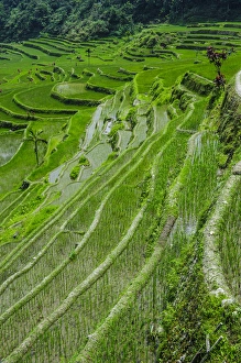 Images Dated 22nd April 2011: Hapao rice terraces part of the world heritage sight Banaue, Luzon, Philippines