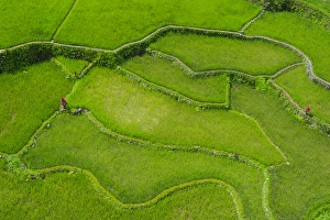 Images Dated 22nd April 2011: Hapao rice terraces part of the world heritage sight Banaue, Luzon, Philippines
