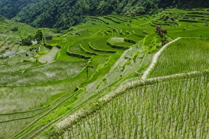 Images Dated 22nd April 2011: Hapao rice terraces part of the world heritage sight Banaue, Luzon, Philippines