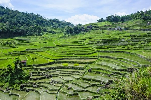 Images Dated 22nd April 2011: Hapao rice terraces part of the world heritage sight Banaue, Luzon, Philippines