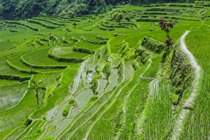 Images Dated 22nd April 2011: Hapao rice terraces part of the world heritage sight Banaue, Luzon, Philippines