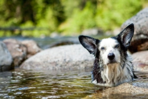 Images Dated 5th July 2009: Happy Dog in Hot Springs, Jerry Johnson Hot Springs, Idaho