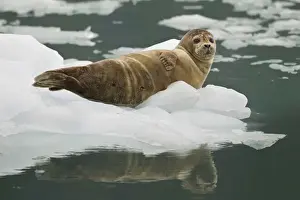 A harbor seal hauls out on an iceberg near the face of the Chenega Glacier to thermoregulate