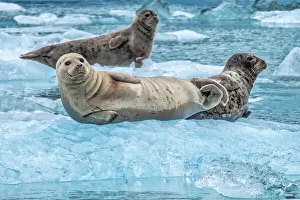 Sea Ice Prints: Harbor Seal, LeConte Bay, Alaska, USA
