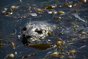 Images Dated 31st March 2007: Harbor Seal (Phoca vitulina richardsi) resting in a kelp bed - Point Lobos State Reserve
