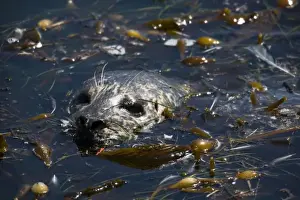 Kelp Prints: Harbor Seal (Phoca vitulina richardsi) resting in a kelp bed - Point Lobos State Reserve