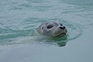 Harbor Seal swimming in Jokulsarlon glacial lake in southern Iceland