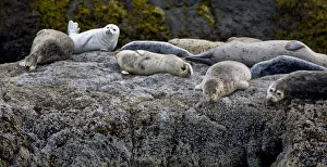 Jean Carter Prints: Harbor Seals Napping on the Rocks, beach at Bandon, Oregon Credit as