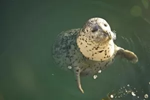 Images Dated 7th December 2007: Harbor Seals (Phoca vitulina) at Oak Bay Marina, Victoria, British Columbia, Canada (RF)