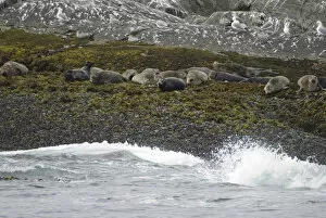 Harbor Seals (Phoca vitulina), Queen Charlotte Strait, British Columbia, Canada