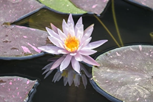 Herb Prints: Hardy Waterlily, USA