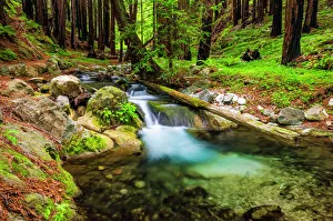 Adventure Prints: Hare Creek and redwoods, Limekiln State Park, Big Sur, California USA
