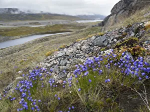 Tundra Prints: Harebell or Bluebell, background is tundra with braided river and delta near Eqip