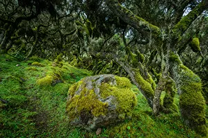 The Harenna forest. Bale Mountains National Park. Ethiopia