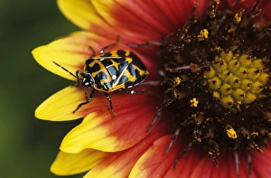 Harlequin Bug, Murgantia histrionica, adult on Indian Blanket (Gaillardia pulchella)