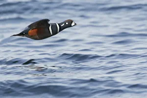 Images Dated 24th March 2014: Harlequin Drake