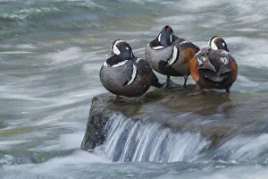 Harlequin drakes resting