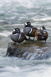 Images Dated 26th June 2006: Harlequin Drakes Resting in fresh water reapids