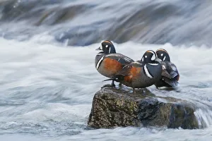 Drake Prints: Harlequin Drakes resting in the rapids