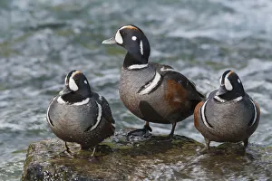 Images Dated 15th August 2019: Harlequin Ducks