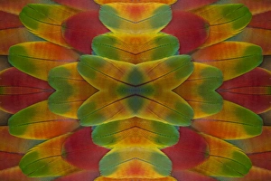 Images Dated 20th January 2010: Harlequin Macaw wing feather design