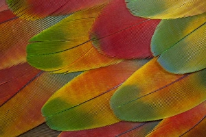 Macaw Prints: Harlequin Macaw wing feather design