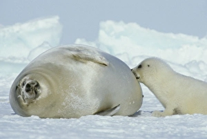 Nursing Prints: Harp Seal, (Phoca groenlandica), Eastern Canada, Quebec, Magdalen Island, Female with pup