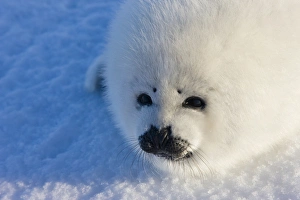 Harp seal pup, close up, Iles de la Madeleine, Quebec, Canada