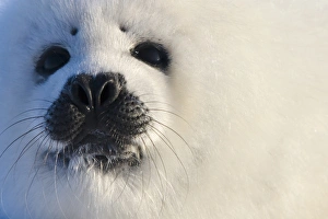 Harp seal pup, close up, Iles de la Madeleine, Quebec, Canada Harp seal pup, close up, Iles de la Madeleine, Quebec, Canada