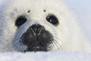 Harp seal pup, close up, Iles de la Madeleine, Quebec, Canada