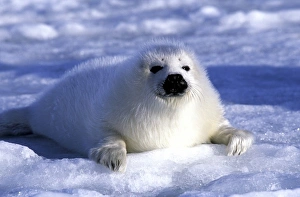 Cuddly Prints: Harp Seal pup, ice flows, Gulf of St. Lawrence, Quebec, Canada