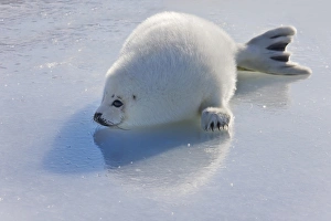 Harp seal pup on ice, Iles de la Madeleine, Quebec, Canada