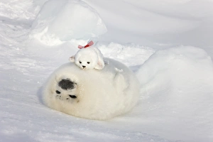 Cute Prints: Harp seal pup and stuff seal toy on ice, Iles de la Madeleine, Quebec, Canada
