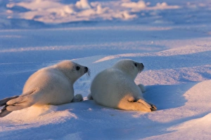Pagophilus Groenlandicus Prints: Two Harp seal pups on ice, Iles de la Madeleine, Quebec, Canada