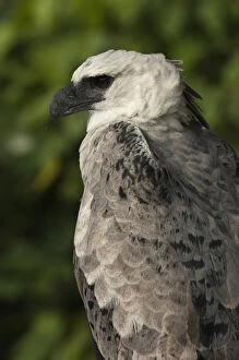 Harpy Eagle (Harpia harpyja). CAPTIVE. Gabaro Huaorani Indian Community. Yasuni National Park