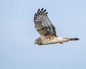 Images Dated 2022: Harrier hawk looking for a meal
