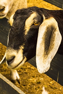 Marking Prints: Harrisonburg, Virginia. Black and white goat leans over a wooden fence