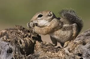Images Dated 21st September 2006: Harriss Antelope Squirrel, Ammospermophilus harrisii, adult on branch, Tucson