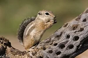 Images Dated 21st September 2006: Harriss Antelope Squirrel, Ammospermophilus harrisii, adult on branch, Tuscon